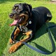 image 8 of HugglePets Tactical K9 Endurance Dog Lead N/A