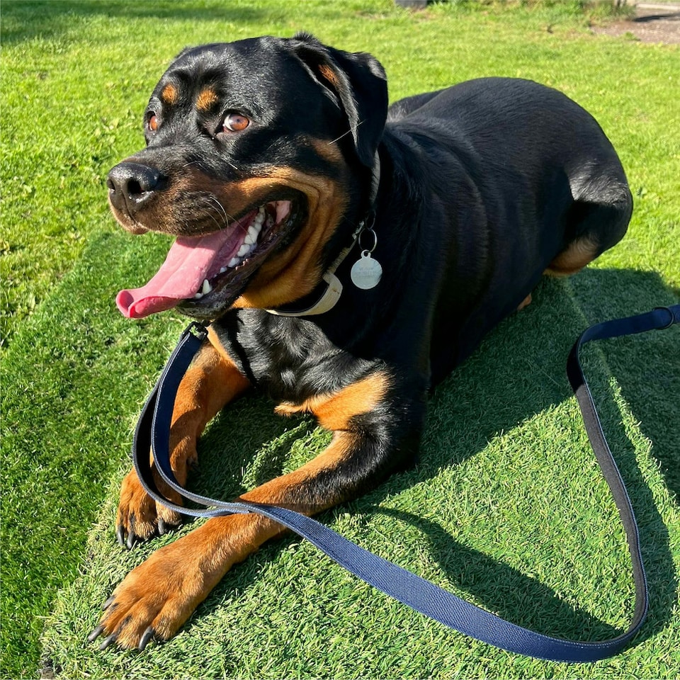 image 1 of HugglePets Tactical K9 Endurance Dog Lead N/A