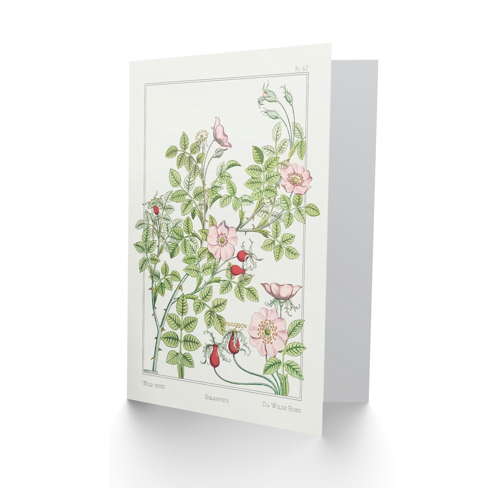 image 1 of Maurice Pillard Verneuil Art Card Wild Rose Flower