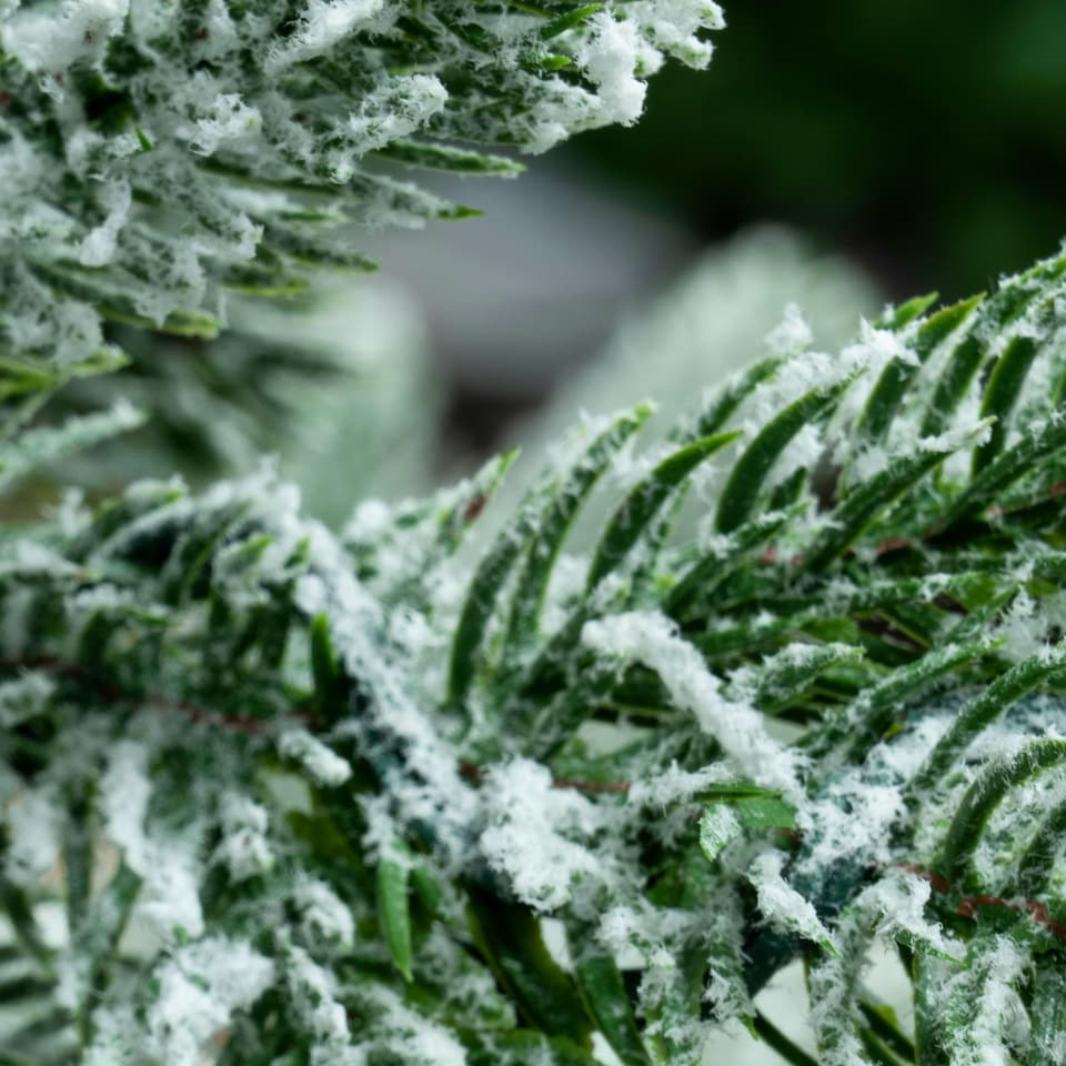 image 1 of Christmas Tree World  7ft/210cm Frosted Ultra Mountain Pine