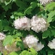 image 10 of Viburnum opulus Roseum Snowball  White Flowering Shrub, RHS AGM 9cm