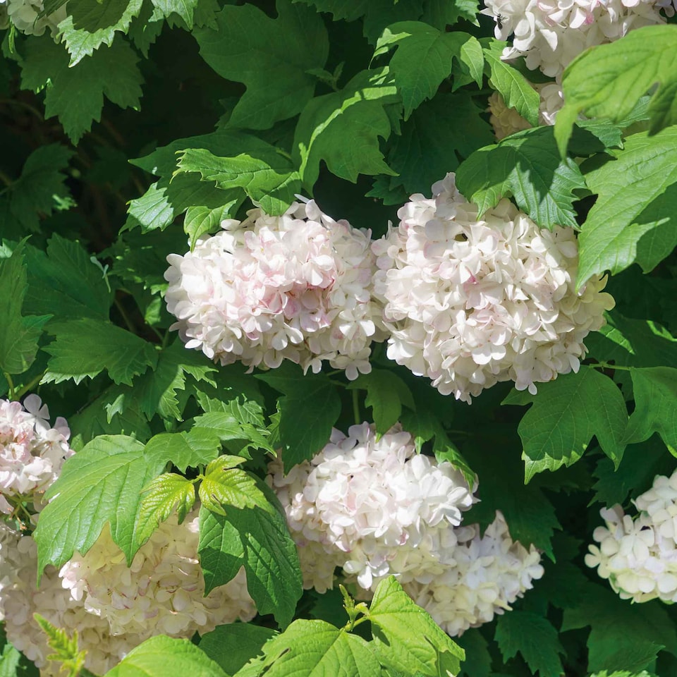 image 1 of Viburnum opulus Roseum Snowball  White Flowering Shrub, RHS AGM 9cm