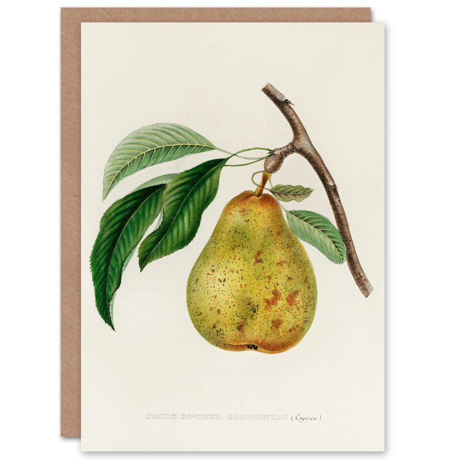 image 1 of Jacob Sturm Art Card Vintage Illustration of a Pear