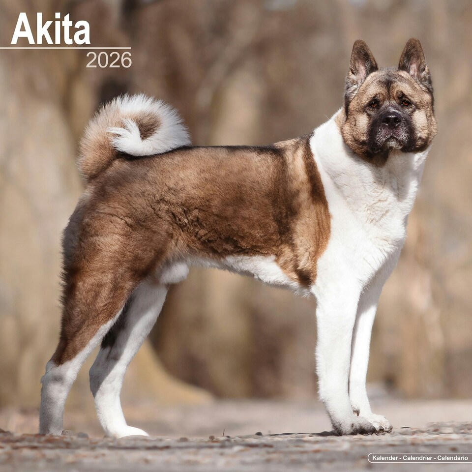 image 1 of Akita 2026 Calendar | Square Wall Calendar | Dog Breed Gift | Plastic Free Packaging | by Avonside Publishing