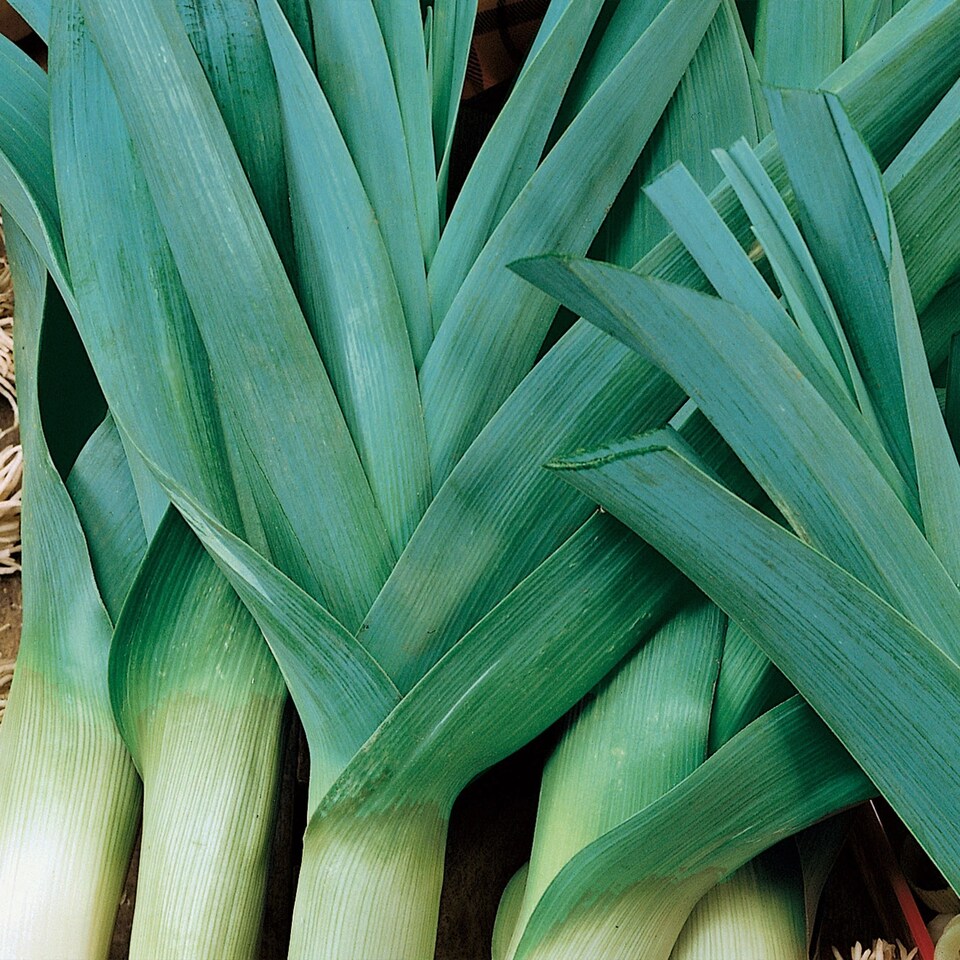 image 1 of Leek Carenten 2 (Organic) | Multi | Green