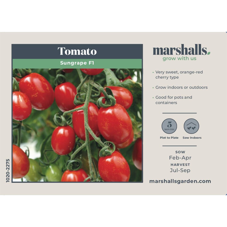 image 1 of Marshalls Garden Tomato Seeds Sungrape F1 - 6 Seeds | Green | Green, Red
