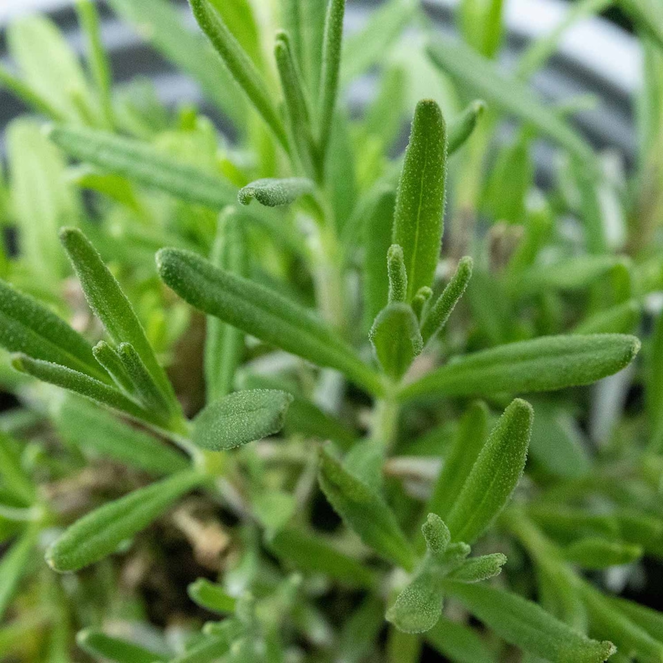 image 1 of Lavender Hidcote - Highly Aromatic Dark Purple Herb | Green | Purple | 3 x Plug Plants