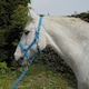 image 2 of Rhinegold Carnival Headcollar & Rope Purple | Colour: Purple Check
Size: Pony