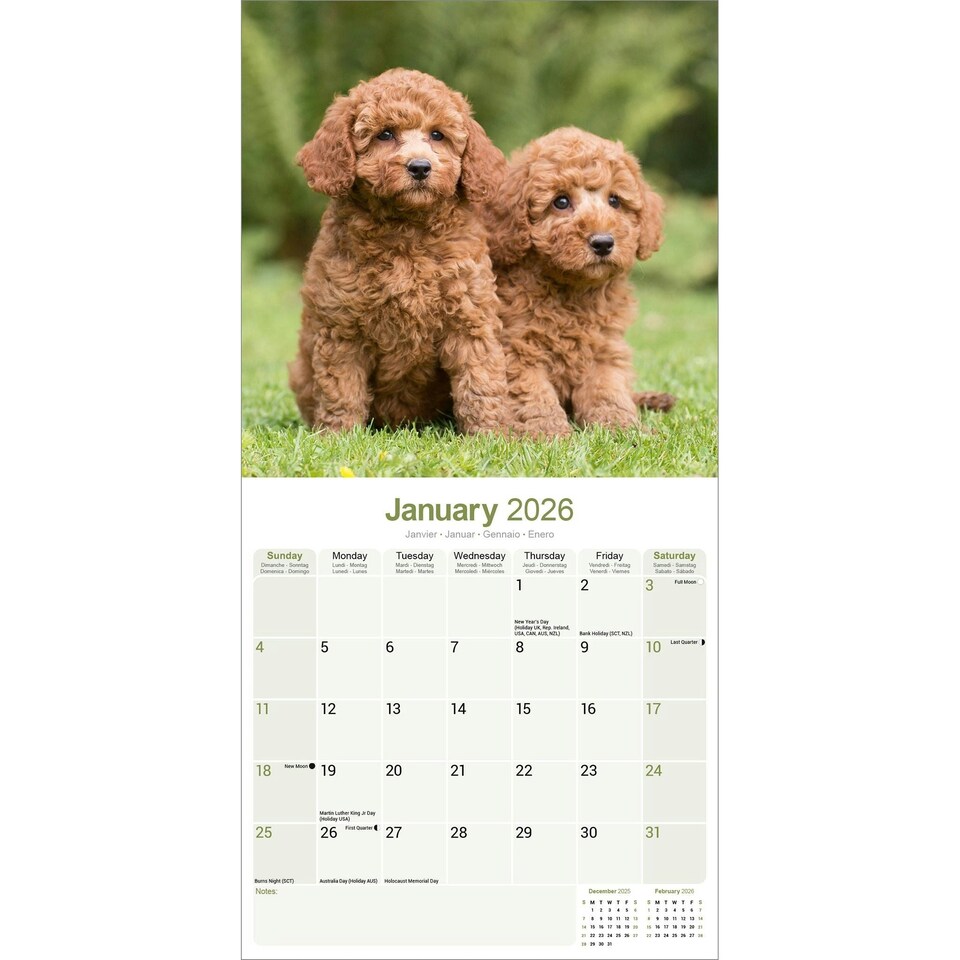 image 1 of Poodle 2026 Calendar | Square Wall Calendar | Dog Breed Gift | Plastic Free Packaging | by Avonside Publishing