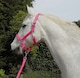 image 3 of Rhinegold Carnival Headcollar & Rope | Blue | Colour: Blue Check
Size: Cob