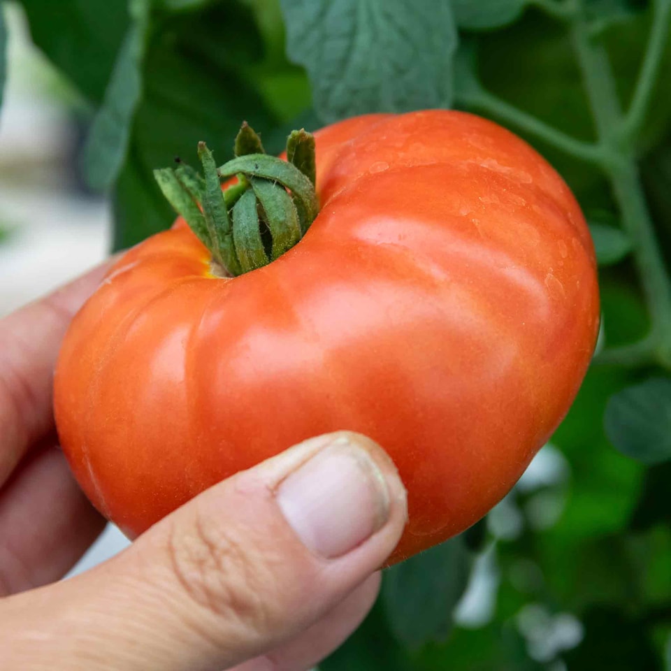 image 1 of Marshalls Garden Super Marmande Tomato Seeds - 55 seeds