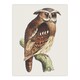 image 1 of Eagle Owl Perched on a Branch Vintage Wall Art Print van Hoytema 18x24"
