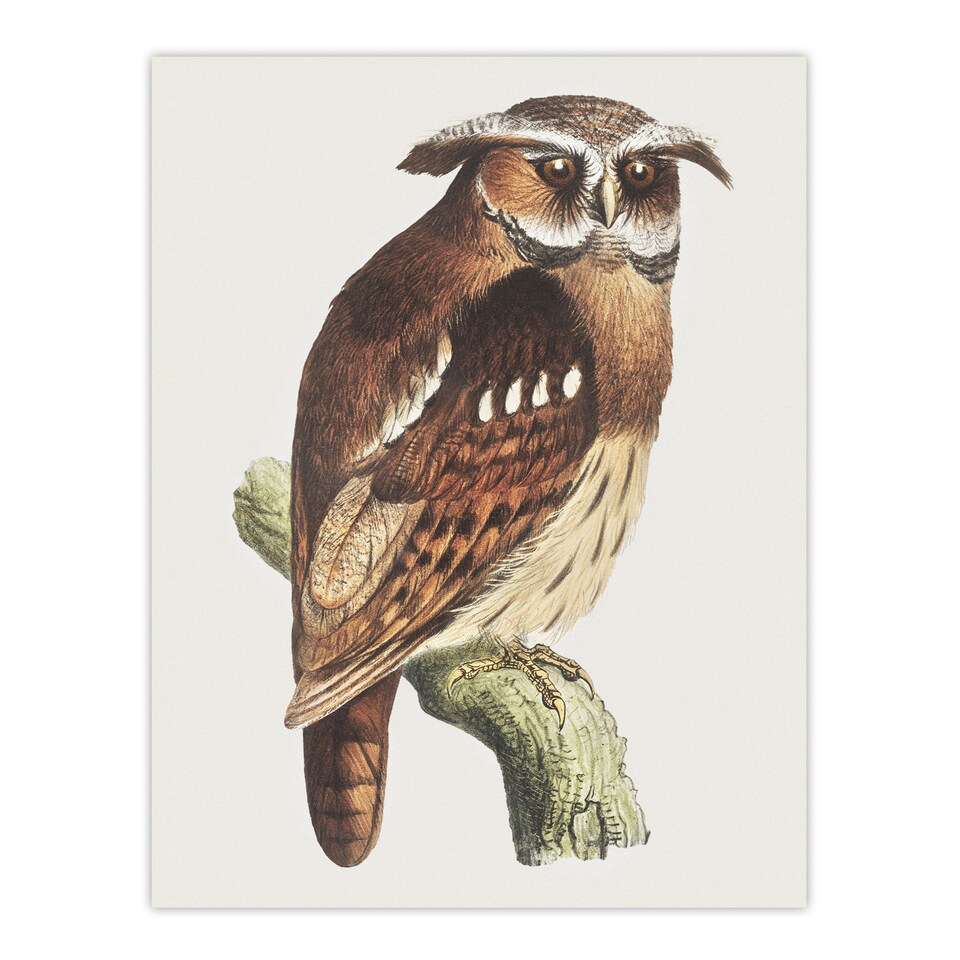 image 1 of Eagle Owl Perched on a Branch Vintage Wall Art Print van Hoytema 18x24"