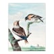 image 3 of Aert Schouman Framed Wall Art Two Hawfinch Birds in Rural Landscape Home Décor