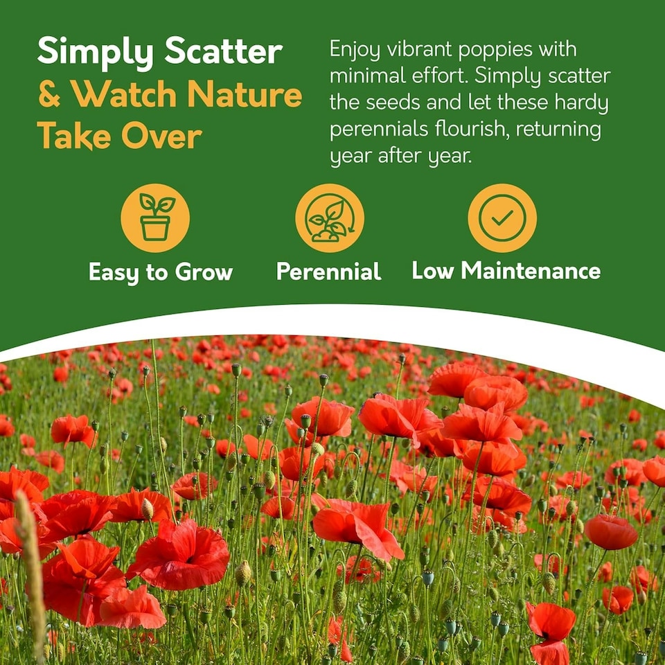 image 1 of Poppy Flower Seeds - Papaver Rhoeas, Field Poppy - 10g