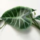 image 3 of 6 x 180cm Artificial Hanging Trailing Amazonica Plant