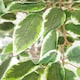 image 2 of 130cm LARGE Realistic White Edge Ficus Artificial Plant Tree Copper Metal Planter
