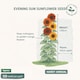 image 2 of Fothergills Premium Sunflower Seeds - Evening Sun