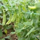image 4 of Carbeth Plants 2 x Sugar Snap Pea Vegetable Plant - 6 pack - Easy Grow Kitchen Garden
