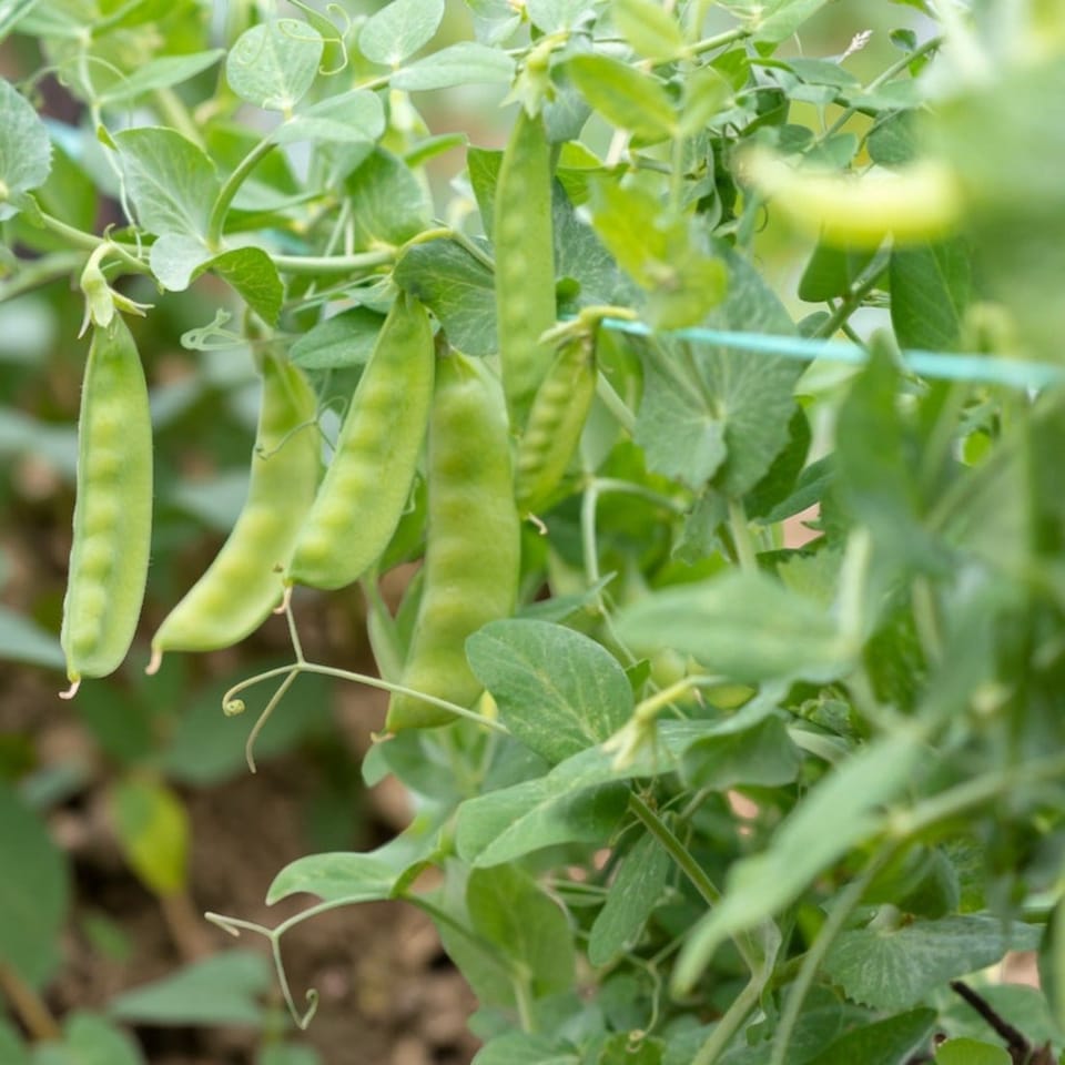 image 1 of Carbeth Plants 2 x Sugar Snap Pea Vegetable Plant - 6 pack - Easy Grow Kitchen Garden