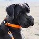 image 10 of HugglePets 10 in 1 Dog Training Lead - 200 x 1.9cm | Orange