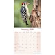 image 3 of Garden Birds 2026 Calendar | Square Wall Calendar | Bird Gift | Plastic Free Packaging | by Avonside Publishing