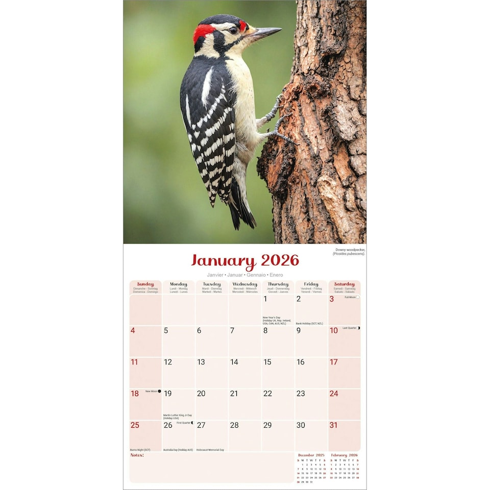 image 1 of Garden Birds 2026 Calendar | Square Wall Calendar | Bird Gift | Plastic Free Packaging | by Avonside Publishing