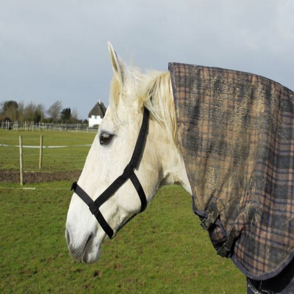 image 1 of Rhinegold Field Safe Headcollar Orange | Colour: Tangerine Orange
Size: Shetland Pony