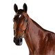 image 2 of Collegiate Comfitec Crystal Leather Bridle - Brown - Warmblood