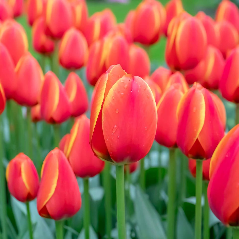 image 1 of Marshalls Garden Tulip Bulbs 'Worlds Favourite' 10 bulbs