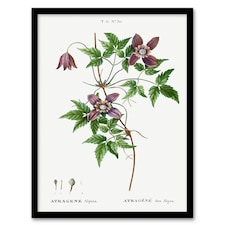 Pierre Joseph Redoute Framed Wall Art Print Alpine Clematis Flower Home Décor