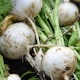 image 4 of Carbeth Plants Turnip Tokyo Cross Vegetable Plant - 6 pack - Easy Grow Kitchen Garden