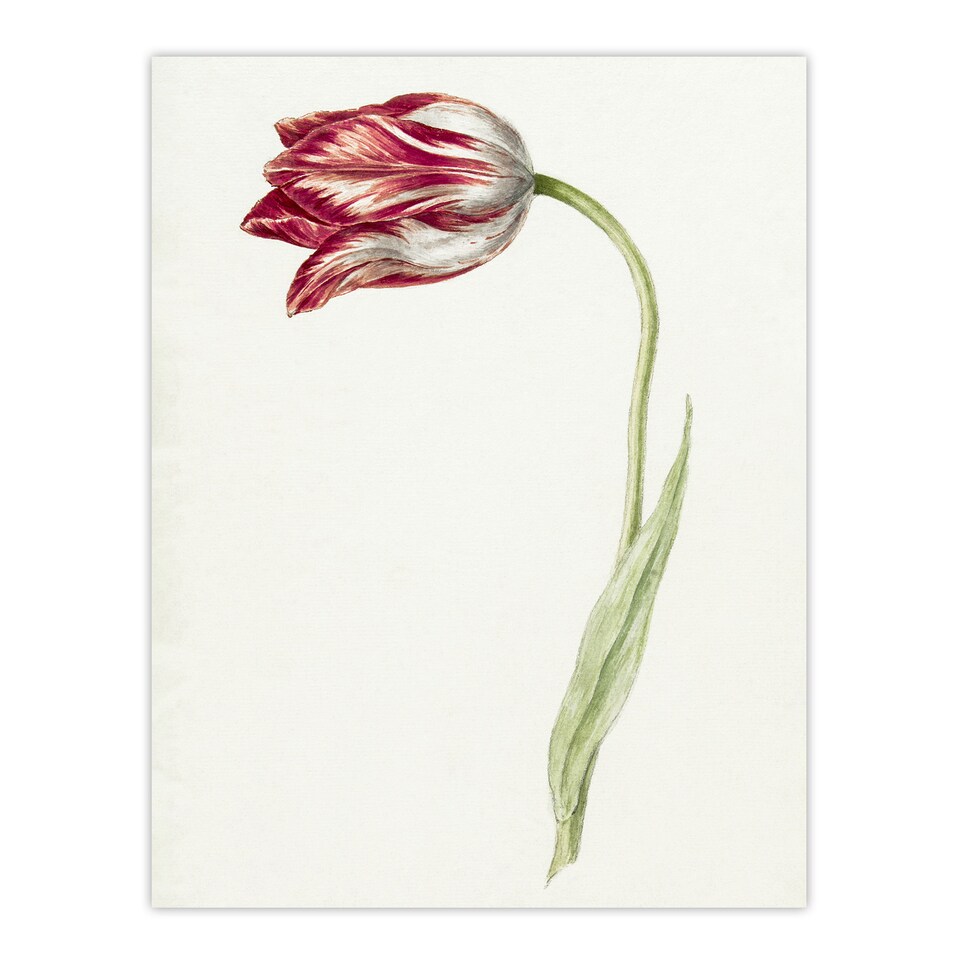 image 1 of Pink Tulip Flower Drawing Jean Bernard Vintage Huge Wall Art Poster Print 24X32"