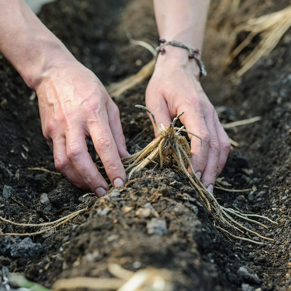 image 1 of Carbeth Plants 25 x Asparagus Crown Erasmus Roots for Planting - Premium Quality Vegetable Perennials for Kitchen Gardens & Allotments