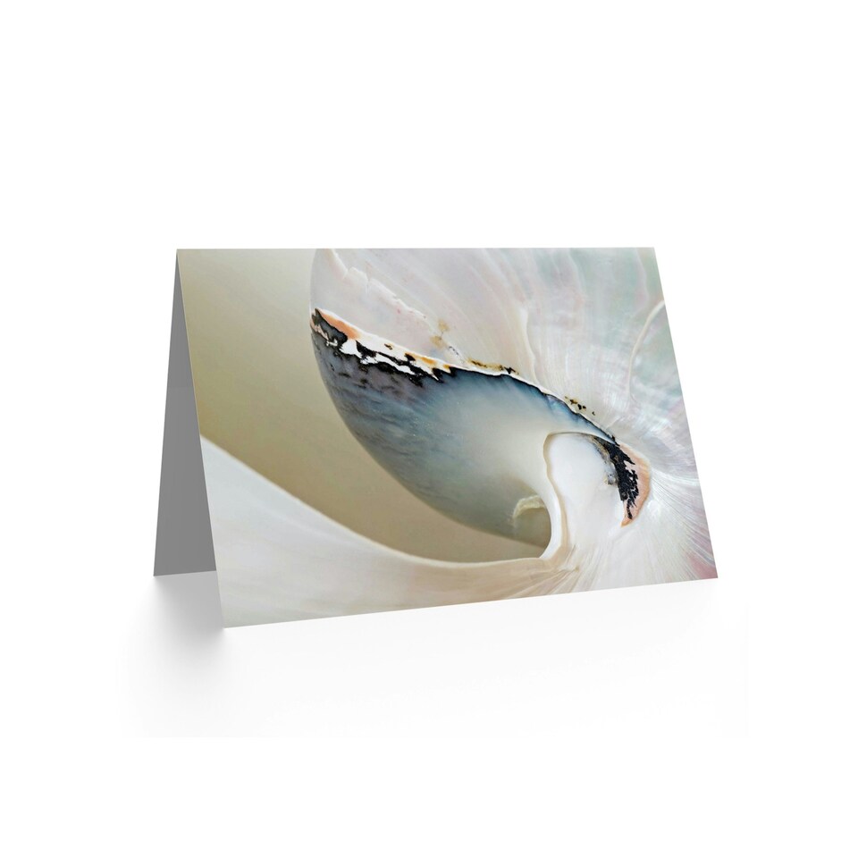 image 1 of Dt Abstract Macro Shell Birthday Card