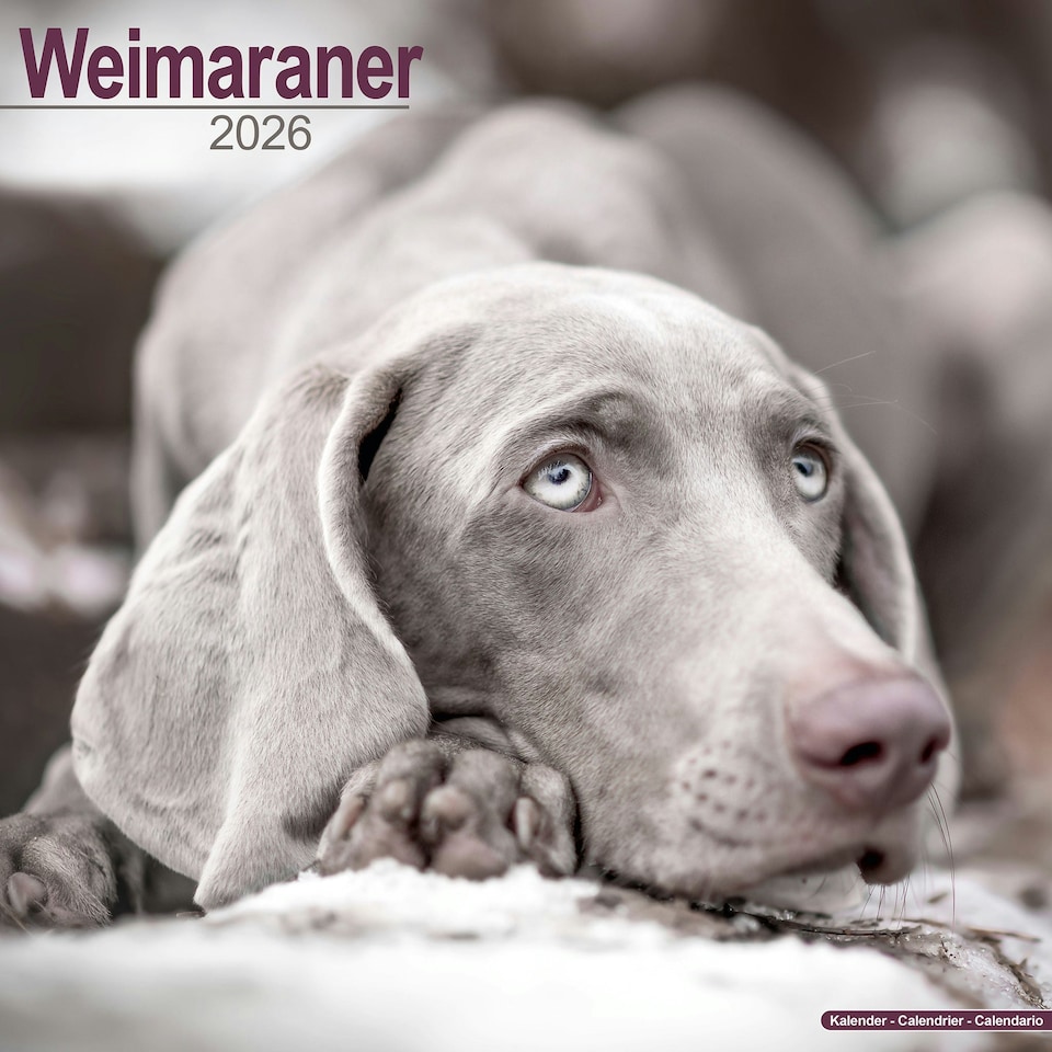 image 1 of Weimaraner 2026 Calendar | Square Wall Calendar | Dog Breed Gift | Plastic Free Packaging | by Avonside Publishing