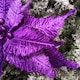 image 2 of 76cm Purple Velvet Poinsettia Stem with Glitter Christmas Decoration