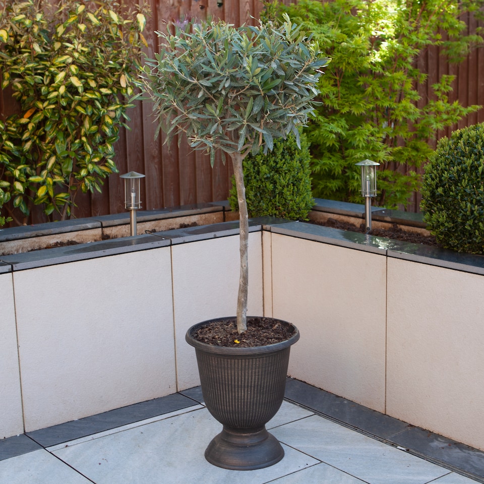 image 1 of YouGarden Pair of Patio Olive Trees, Hardy Standard Olive Trees, 80cm Tall in 18cm Pots, Supplied as Two Established Potted Trees