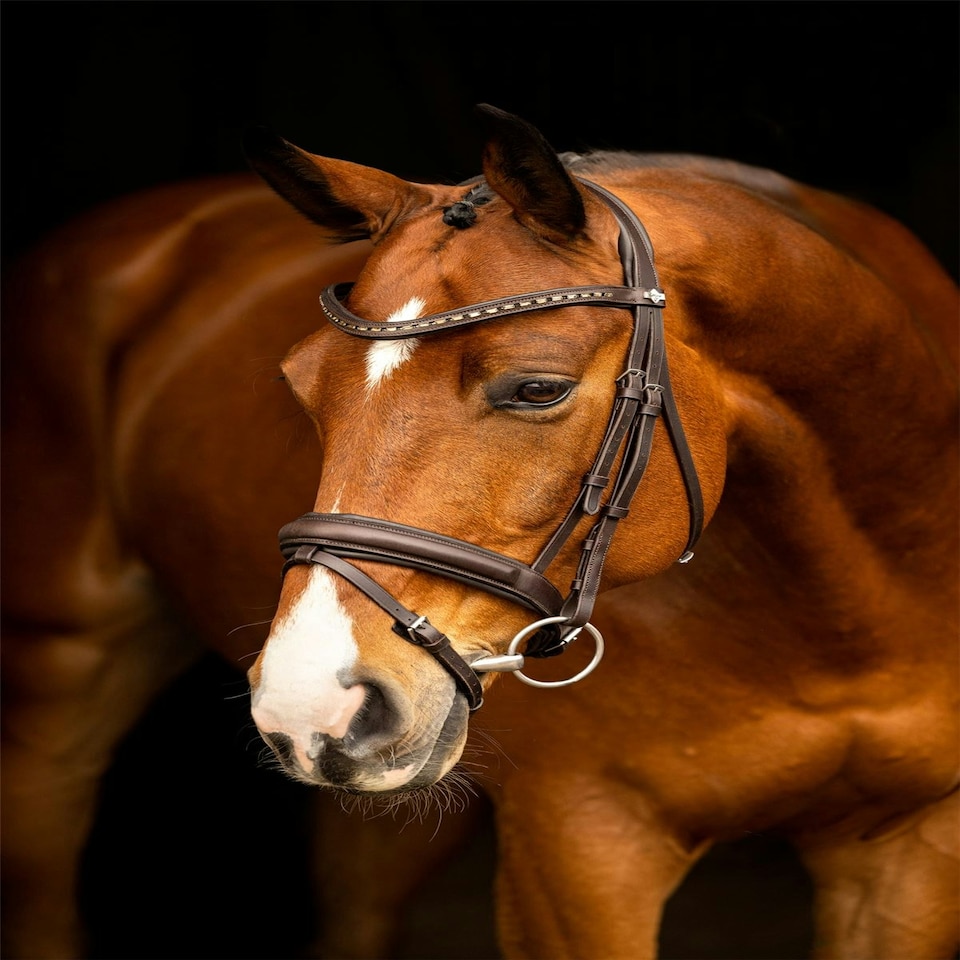image 1 of LeMieux Arika Dressage Bridle Black | Cob