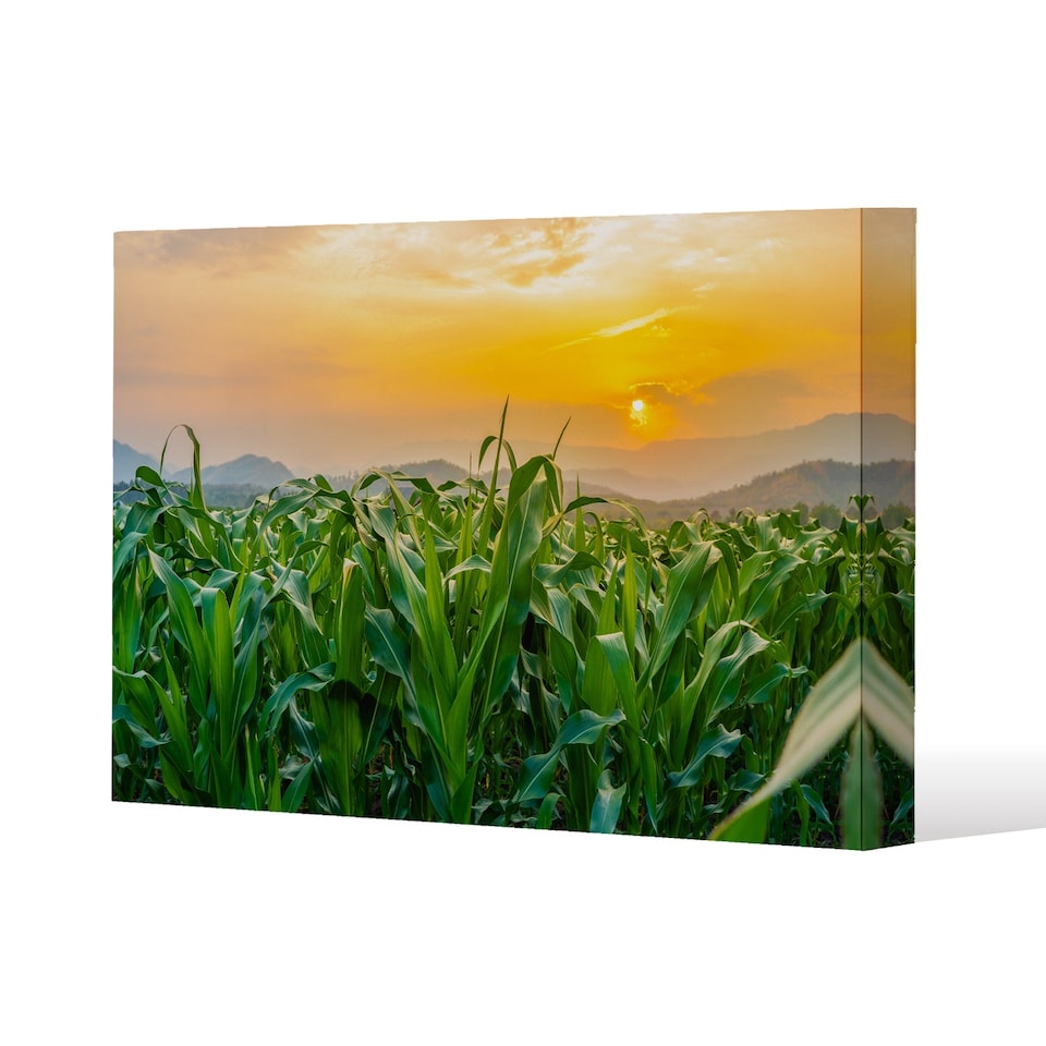 green corn field in agricultural garden and light shines sunset (Canvas Print) / 61 x 91 x 4cm | Multi