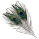 image 1 of Trimming Shop Real Peacock Feather, 15" - 18" Inch - 25pcs