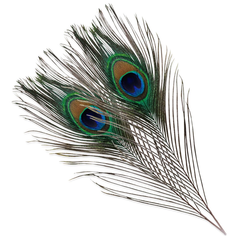 image 1 of Trimming Shop Real Peacock Feather, 15" - 18" Inch - 25pcs
