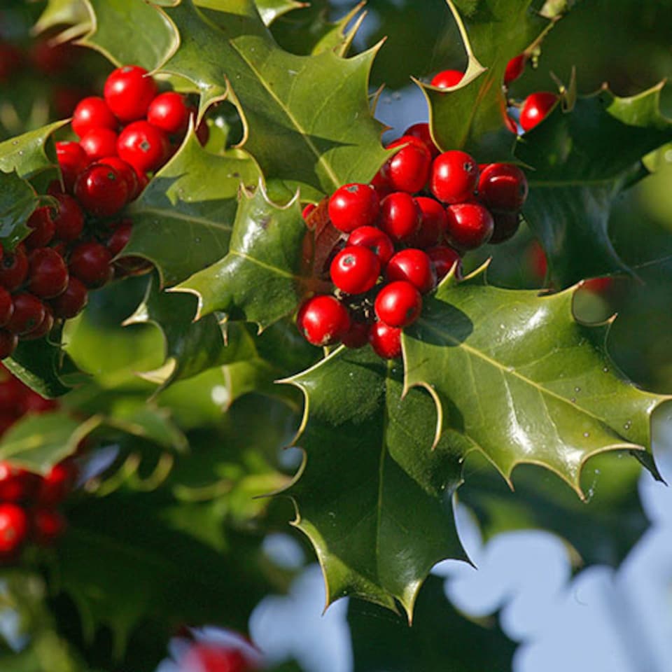 image 1 of YouGarden English Holly Hedge, Established Plant in 9cm Pot, 20-40cm Tall Tree or Hedge, Attracts Wildlife and Birds