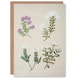 image 1 of Sarah Featon Art Card New Zealand Four Veronica Flowering Plants