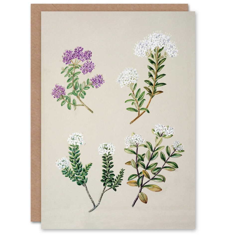 image 1 of Sarah Featon Art Card New Zealand Four Veronica Flowering Plants