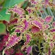 image 2 of Coleus Skeletal Jumbo Plugs - Unique Fishbone Magenta & Lime Foliage - Thompson & Morgan