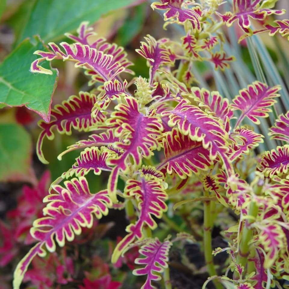 image 1 of Coleus Skeletal Jumbo Plugs - Unique Fishbone Magenta & Lime Foliage - Thompson & Morgan