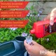image 4 of Bronte Heritage Collection Tomato and  Vegetable Plant Food 1L Concentrated Organic Liquid Fertiliser, Seaweed-Enriched
