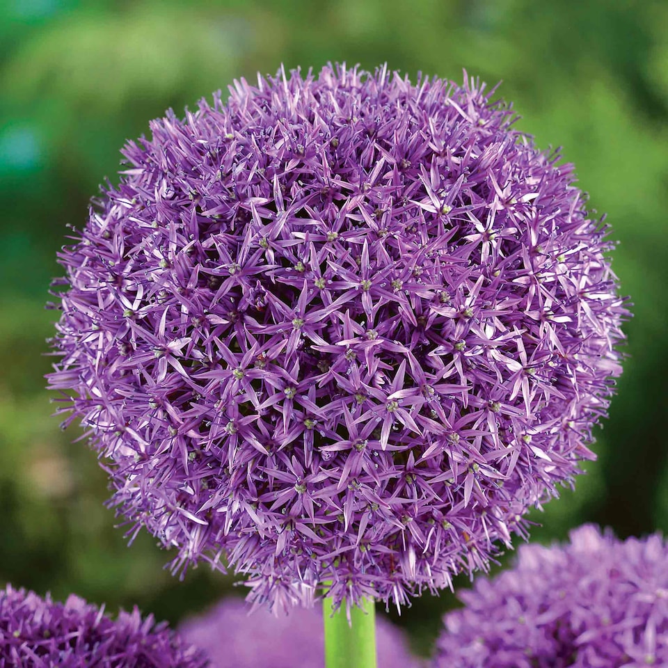 image 1 of Marshalls Garden Allium 'Globemaster' Bulbs - 3 Pack