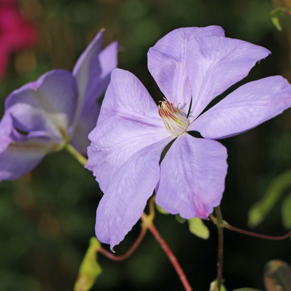 image 1 of Carbeth Plants 3 x Clematis Mrs Cholmondeley Climbing Plant in 9cm Pot - Summer Flowering Garden Ready Shrub For Walls, Fences or Trellis